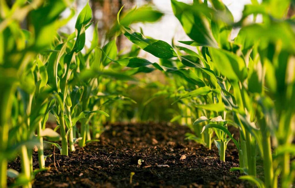 EarthShare-8-Nonprofits-Fighting-for-Sustainable-Agriculture-1024x652